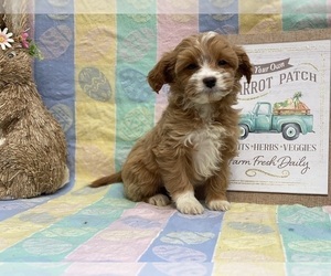 Cavapoo Puppy for sale in LANCASTER, PA, USA