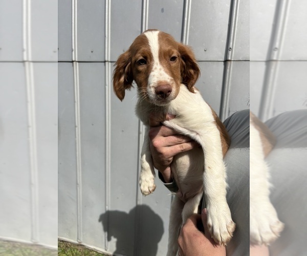 Medium Photo #1 Brittany Puppy For Sale in FISHER, IL, USA