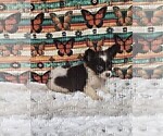 Small #11 Chihuahua