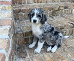 Small Photo #3 Aussiedoodle Puppy For Sale in FRANKLINTON, LA, USA