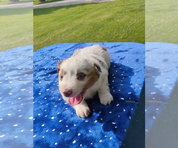 Medium Photo #4 Miniature American Shepherd Puppy For Sale in MONTGOMERY CITY, MO, USA