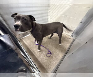 Mutt Dogs for adoption in San Bernardino, CA, USA