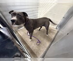 Small Mutt