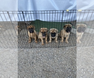 Bullmastiff Puppy for sale in ACTON, CA, USA