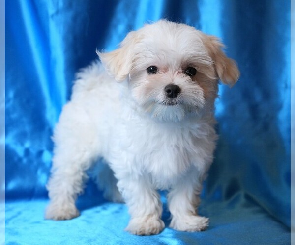 Medium Photo #6 Maltese Puppy For Sale in ROCK VALLEY, IA, USA