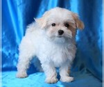 Small #5 Maltese