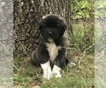 Small #1 Anatolian Shepherd