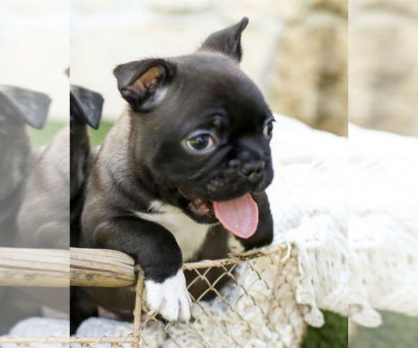 Medium Photo #4 Faux Frenchbo Bulldog Puppy For Sale in Corona, CA, USA