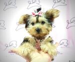 Small Photo #8 Yorkshire Terrier Puppy For Sale in LAS VEGAS, NV, USA