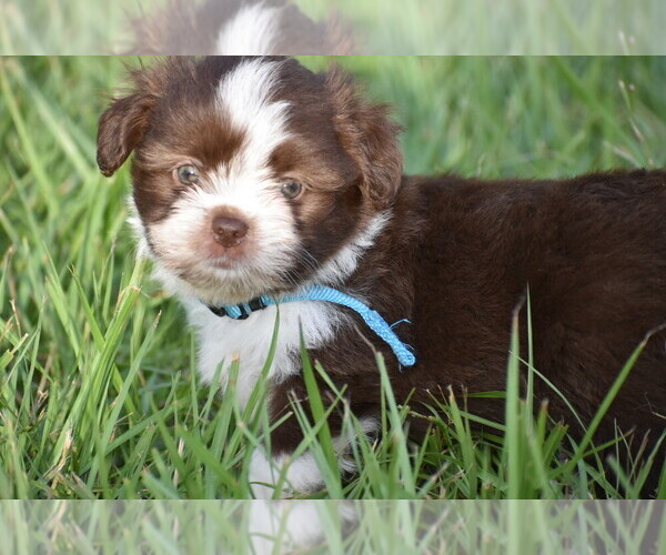 Medium Photo #5 Auss-Tzu Puppy For Sale in PALM COAST, FL, USA