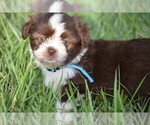 Small #4 Auss-Tzu