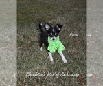 Small Photo #7 Chihuahua Puppy For Sale in HAMPTON, VA, USA