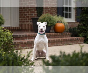 Ziggy - Male American Staffordshire Terrier-Jack Russell Terrier Mix Dog for Adoption - Photo #2
