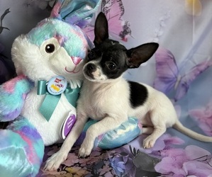 Chihuahua Puppy for sale in CENTER HILL, FL, USA