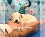 Image preview for Ad Listing. Nickname: Tiny Snow White