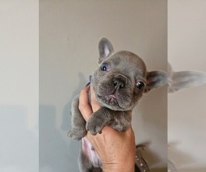 Medium French Bulldog