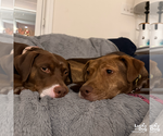 Small #12 Labrador Retriever Mix