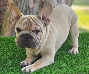 French Bulldog Puppy for sale in INDIANAPOLIS, IN, USA