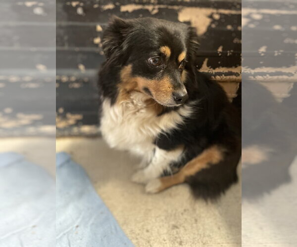 Medium Photo #3 Australian Shepherd-Unknown Mix Puppy For Sale in Tracy City, TN, USA