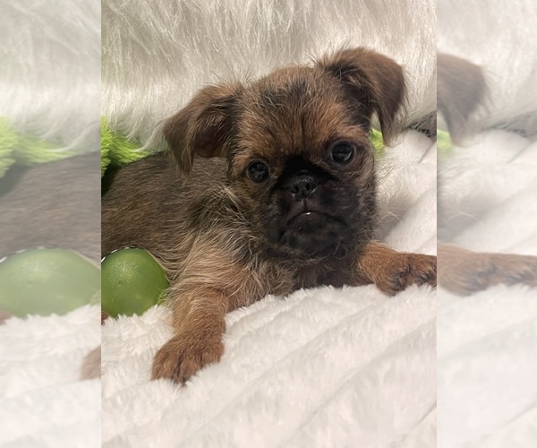 Medium Photo #12 Brussels Griffon Puppy For Sale in LEXINGTON, VA, USA