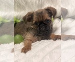 Small #3 Brussels Griffon