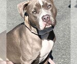 Small American Staffordshire Terrier