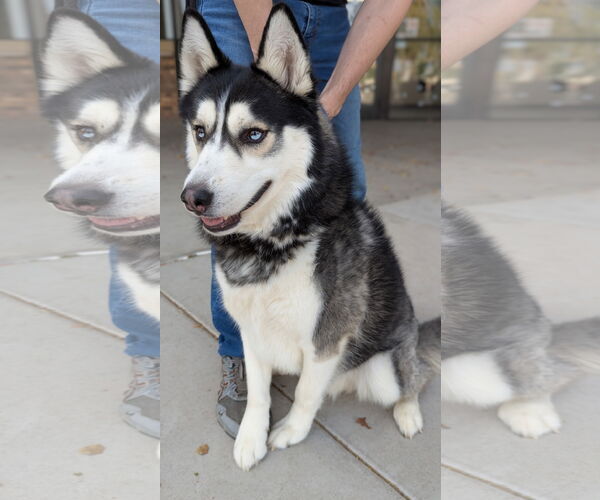 Medium Photo #4 - Mix Puppy For Sale in Queen Creek, AZ, USA