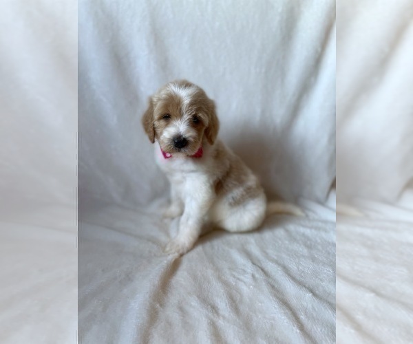 Medium Photo #6 Goldendoodle Puppy For Sale in CHESNEE, SC, USA