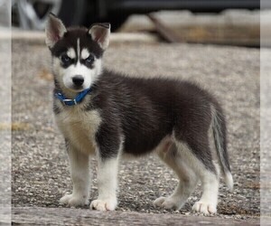 Siberian Husky Puppy for sale in FREDERICKSBG, OH, USA