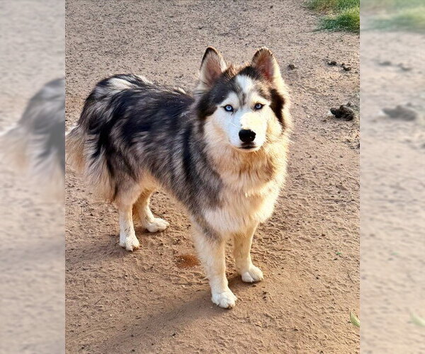 Medium Photo #1 Siberian Husky Puppy For Sale in Sacramento, CA, USA