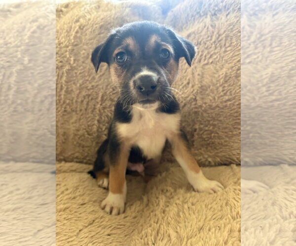 Medium Photo #5 Siberian Husky-Unknown Mix Puppy For Sale in Germantown, OH, USA