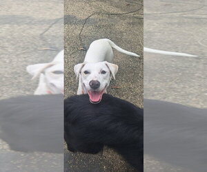 Angel Girl - Female Labbe Dog for Adoption - Photo #11