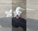 Small Photo #11 Labbe Puppy For Sale in Aurora, IN, USA