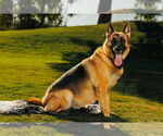 Small Photo #3 German Shepherd Dog Puppy For Sale in Chandler, AZ, USA