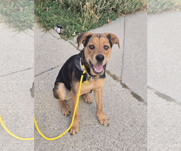 Medium Photo #2 Mutt Puppy For Sale in Sandy, UT, USA