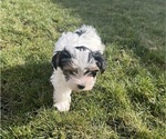 Small #5 Yorkshire Terrier
