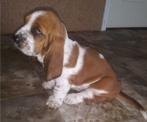 Basset Hound Puppy for sale in KOSSE, TX, USA