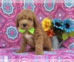 Small Photo #2 Miniature Labradoodle Puppy For Sale in LANCASTER, PA, USA