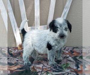 Australian Cattle Dog-Poodle (Standard) Mix Puppy for sale in CANAJOHARIE, NY, USA