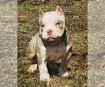 Small Photo #4 American Bully Puppy For Sale in LENOX, MA, USA