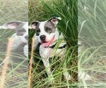 Small #4 American Pit Bull Terrier