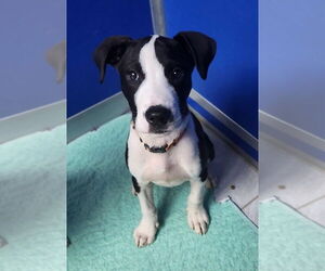 Boston Terrier Dogs for adoption in Walnutport, PA, USA