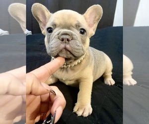 French Bulldog Puppy for sale in BAKERSFIELD, CA, USA