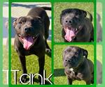 Small #2 American Pit Bull Terrier