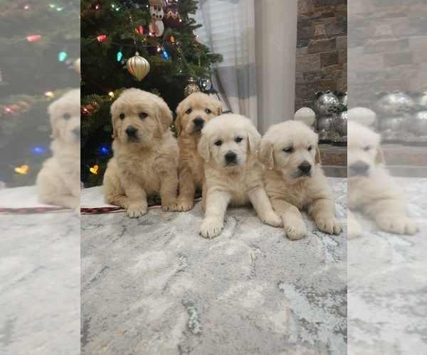 Medium Photo #8 Golden Retriever Puppy For Sale in ELVERTA, CA, USA