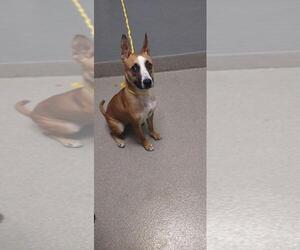 American Pit Bull Terrier-Unknown Mix Dogs for adoption in Las Vegas, NV, USA