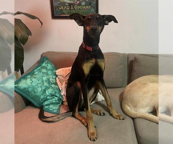 Medium Photo #1 Doberman Pinscher-Unknown Mix Puppy For Sale in Modesto, CA, USA