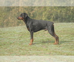 Small Photo #3 Doberman Pinscher Puppy For Sale in VADER, WA, USA