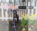 Small #5 American Pit Bull Terrier-Labrador Retriever Mix