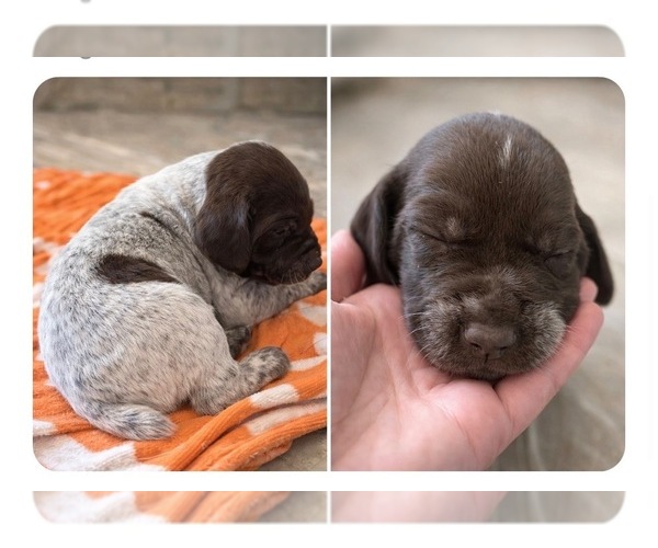 Medium Photo #4 German Shorthaired Pointer Puppy For Sale in CAMDEN, SC, USA